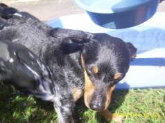Fotos de perros